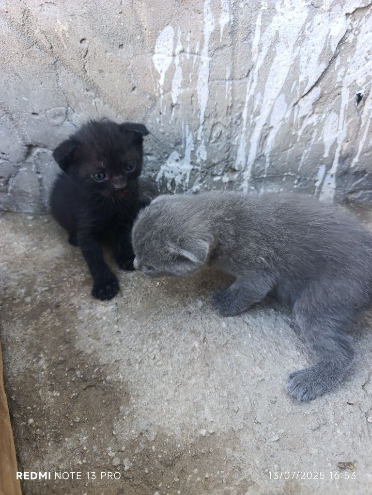 Mushuk Scottish Fold