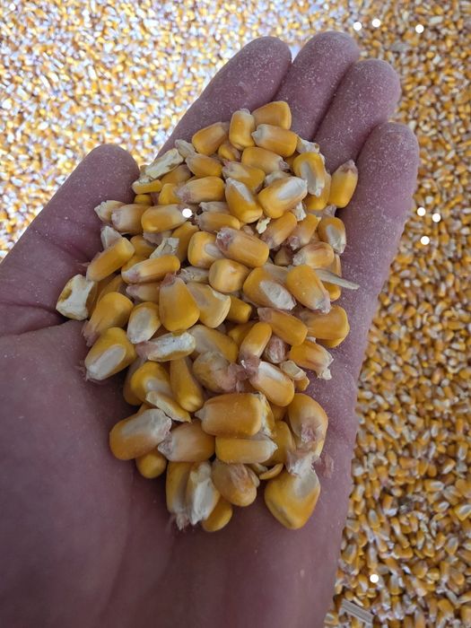 Porumb, grâu și orz