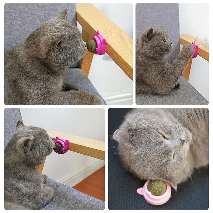 Кошачья мята (в шариках) в зоомагазине «Живая Природа»