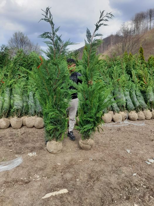 Leylandi cupressus, Livrare gratuita oriunde în Țară