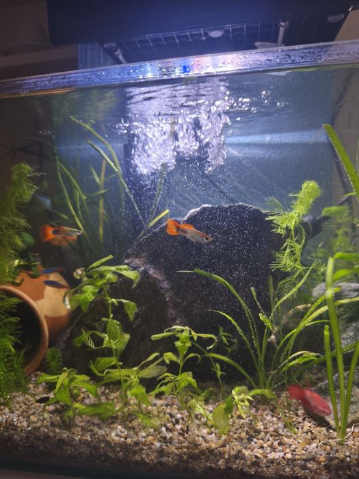 Acvariu complet 60 lirtri