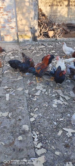 Домашно гледани петли