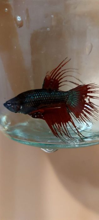 Петушки хафмуны и коронохвосты