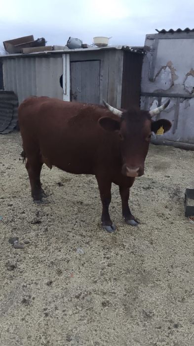 Продам телку молодую 3 летка