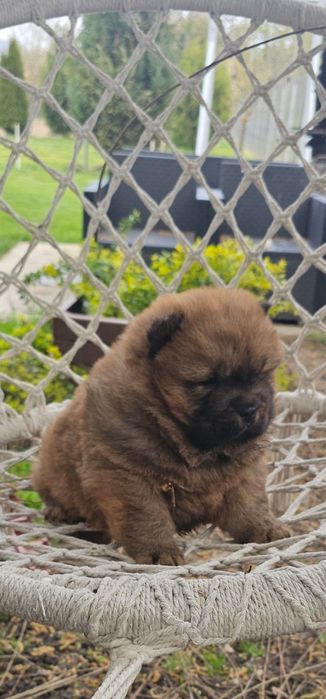 Căteluș rasa Chow Chow- 8 săptămâni- deparazitat și vaccinat