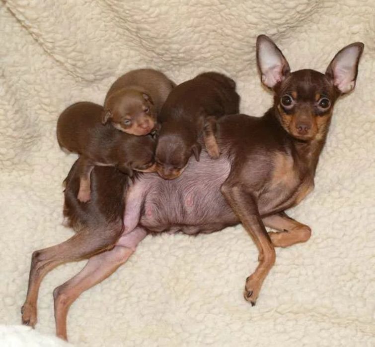 Щенки Той терьер.  Миниатюрные редкий окрас Шоколад