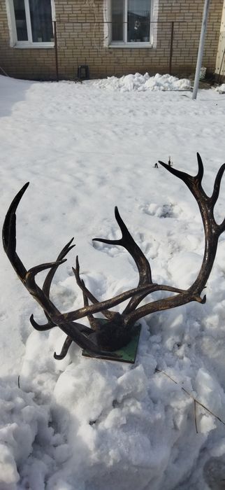 Рога оленя. Стоимость 30000