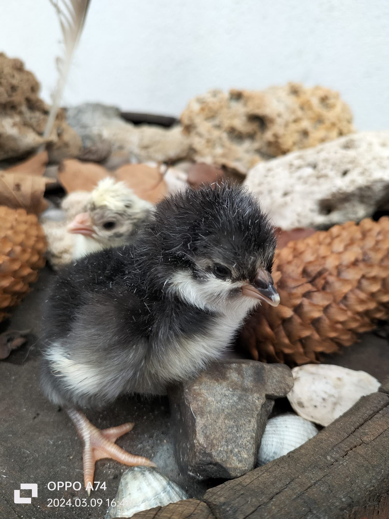 Pui de găină din rasa :Lakenvelder, Paduane Chamoise,