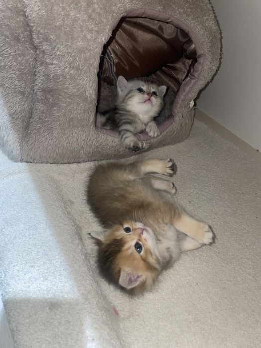 ВЯЗКА Чистокровная серебристая шиншилла