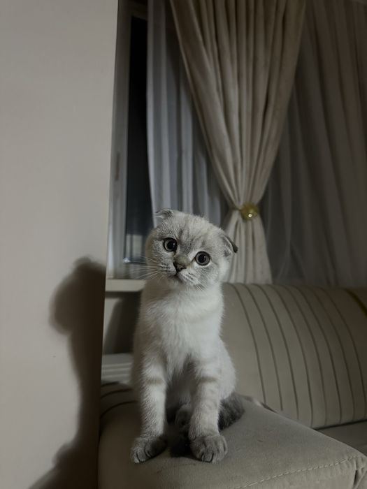 Продается котенок шотландский вислоухий