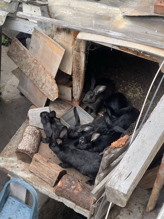 Продавам зайци Стара Загора