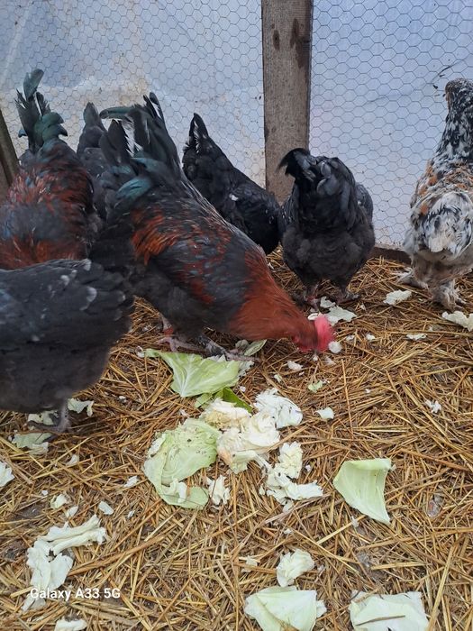 Schimb s au vand cocosi manars