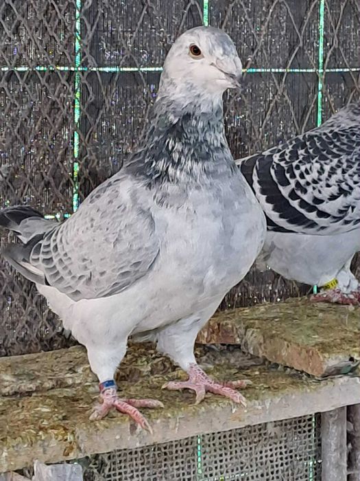 Vand porumbei de rasa