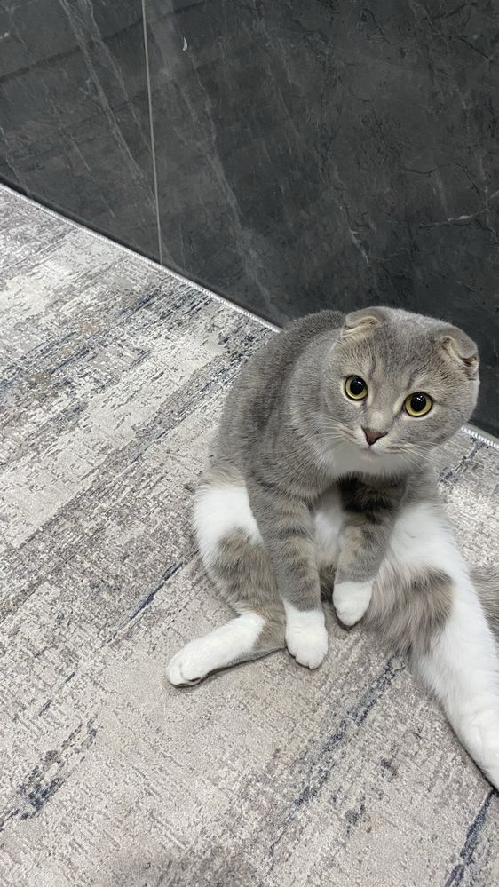 Кот домашний шотландец