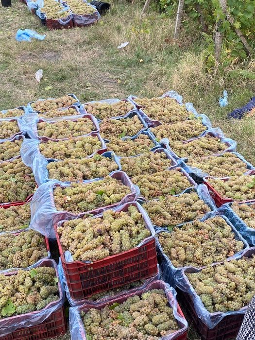 Struguri de vin de Vrancea