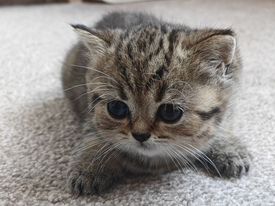 Шотландски клепоухи котенца