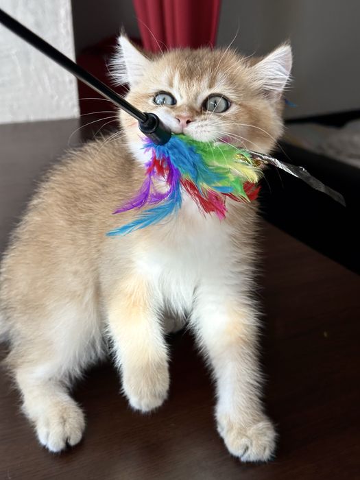 Baietel british shorthair golden superb ! Certificat pedigree !