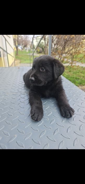 Pui Labrador Retriever Black