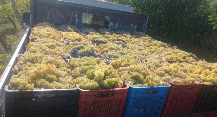 vând struguri de vin