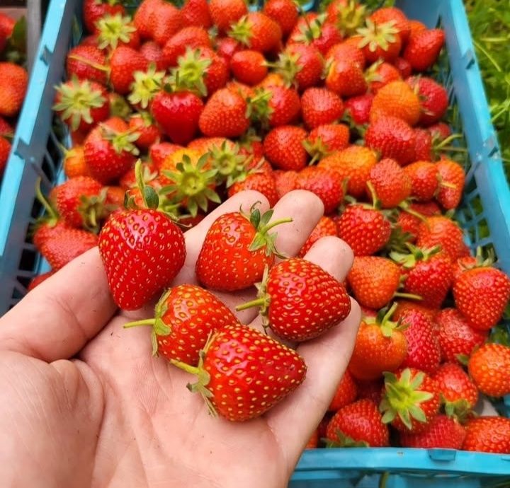 Продам свежую клюкву,облепиху
