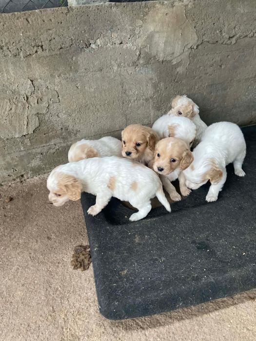 Продават се малки кокери