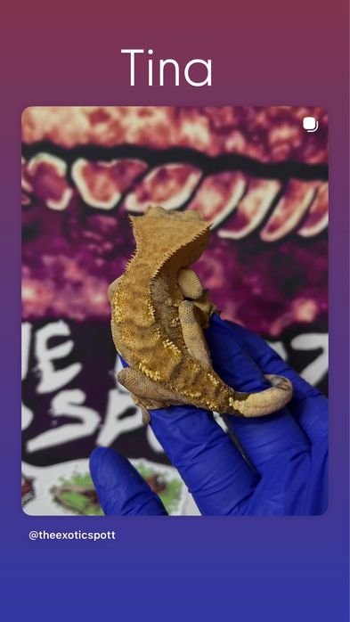 Crested gecko/ soparla/gecko cu creasta/reptila