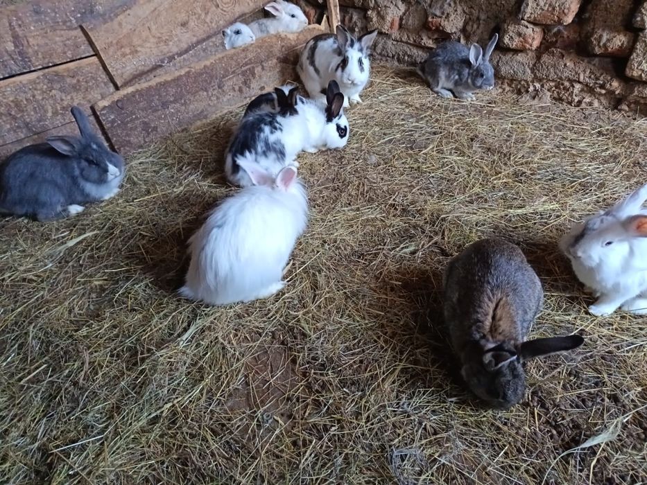 Iepuri colorați,rasa:Cap de leu