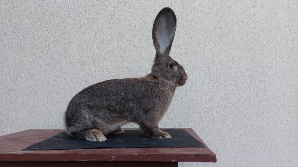 Iepuri uriași germani gri mascul și femele