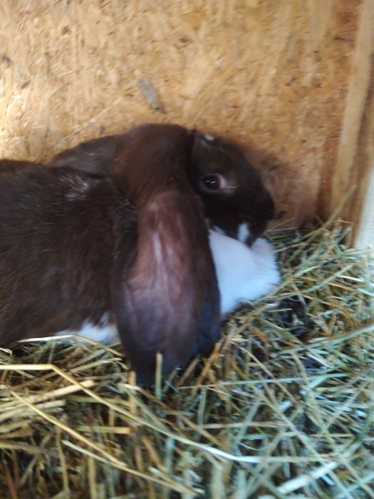 Iepuroaica berbec german