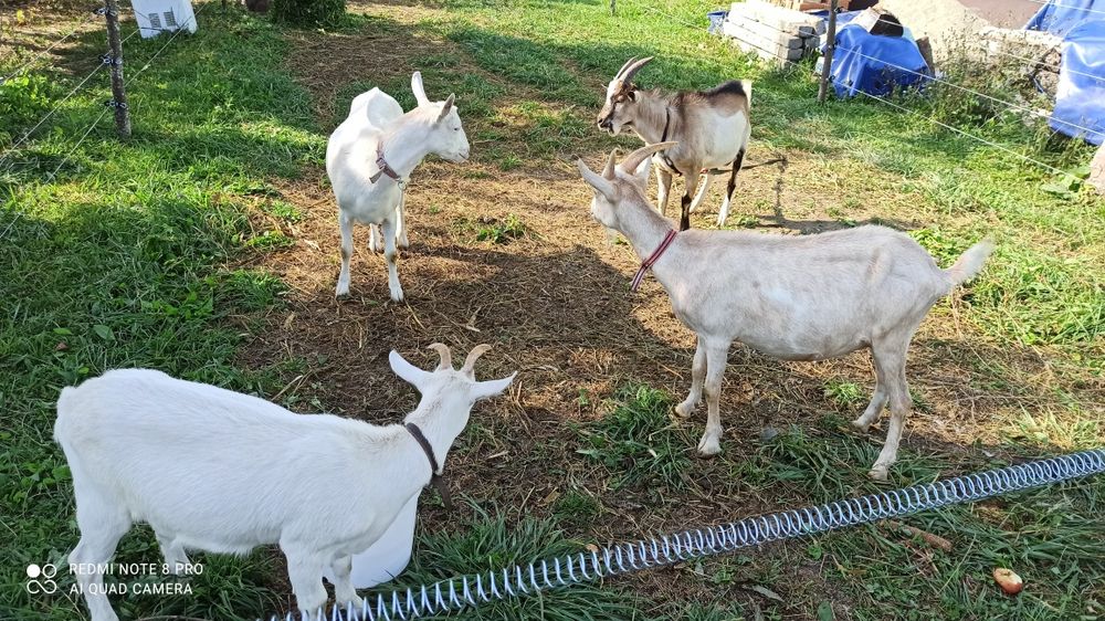 Căprițe Saanen (mama fica și un ied)