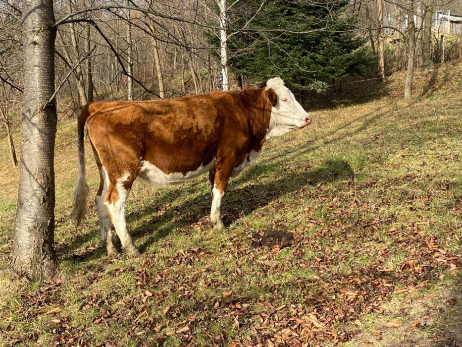 Junincă pentru abator de vânzare