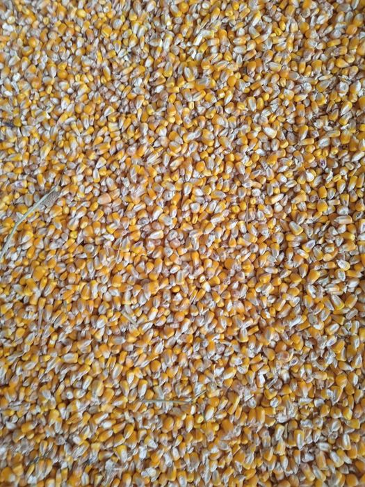 Vand porumb boabe recolta 2025