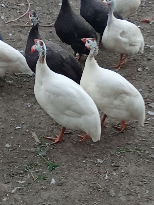 Vând s-au schimb bibiloi de anul acesta.