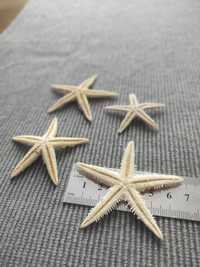 Истински натурални морски звезди
