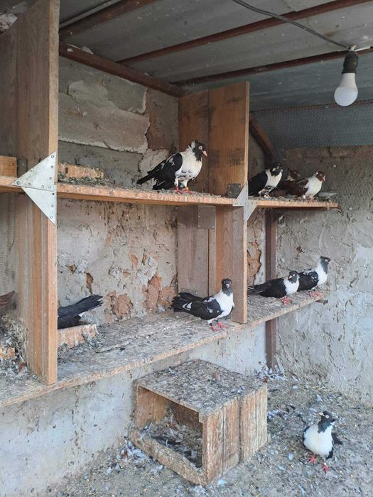 Гугутки и гълъби