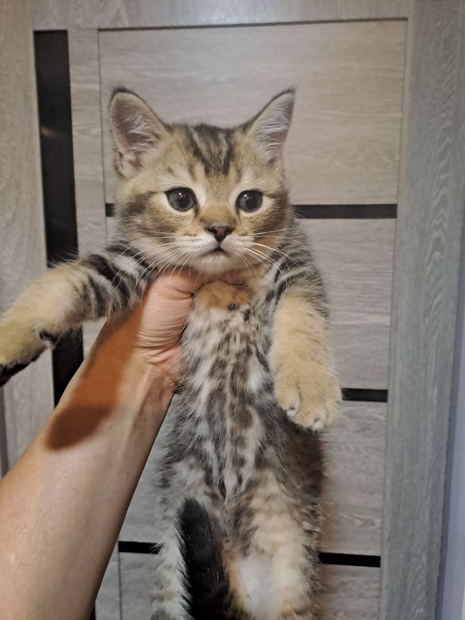 продаю  мальчик шиншила страйт