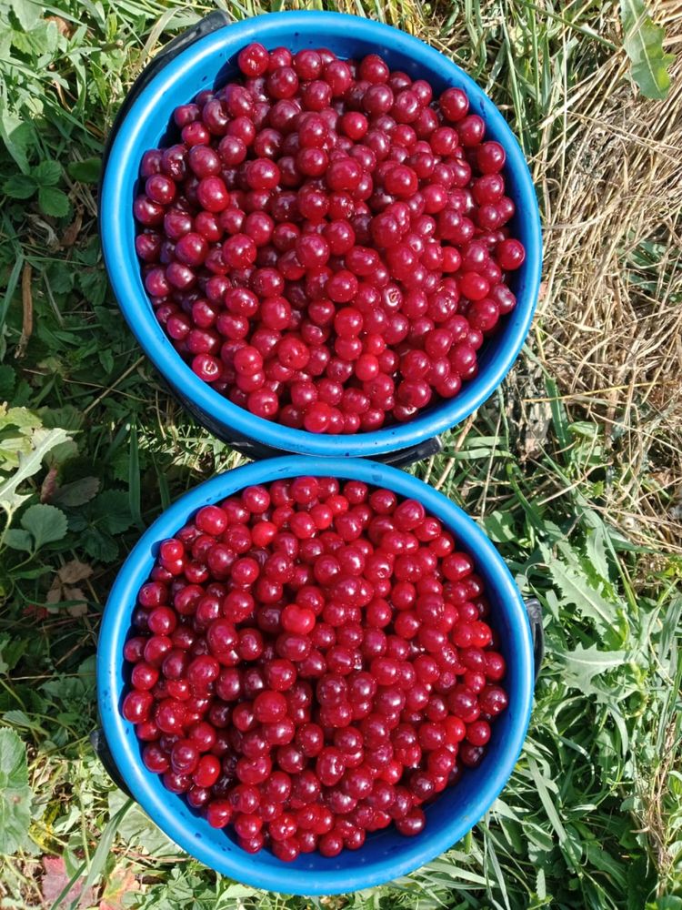 Продам  Вишню садовую,домашние огурцы