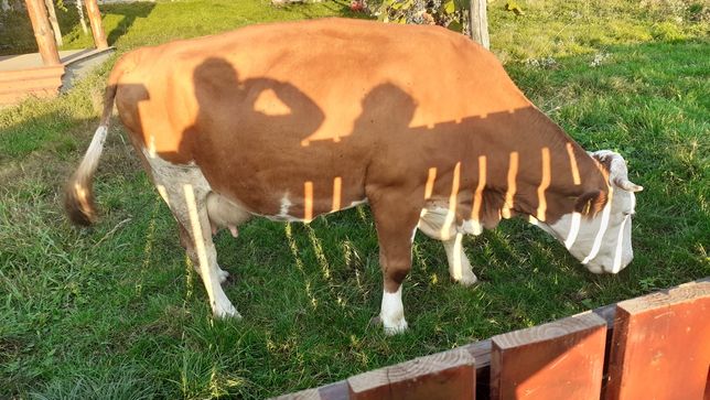Vind vaca baltata Românească foarte bună are10 litri de lapte prețul
