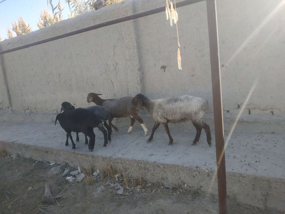 Qo'ylar sotiladi