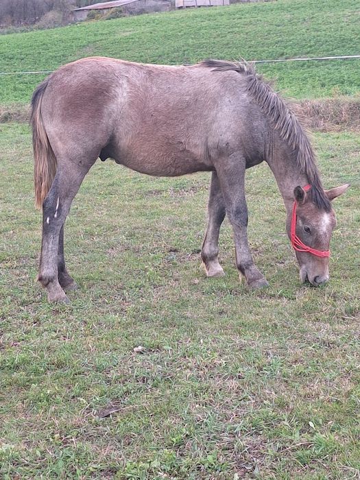 De vânzare manz de 8 luni  .