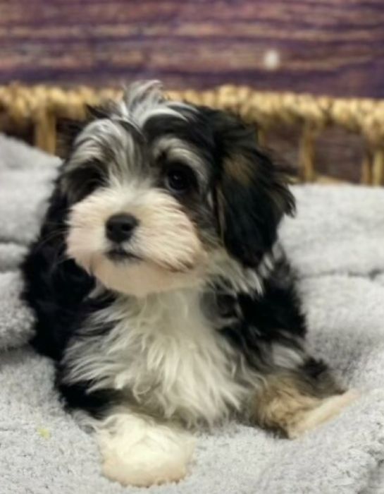 Bichon havanez   550 lei