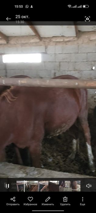 Тай полтарашка бордақы