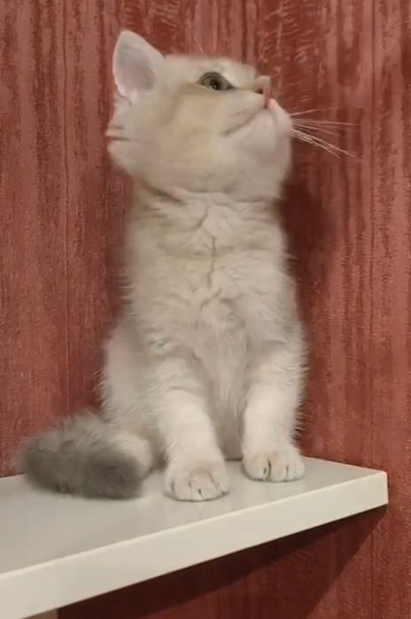 Скотиш страйт голубое золото