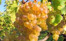 Vând struguri de vin