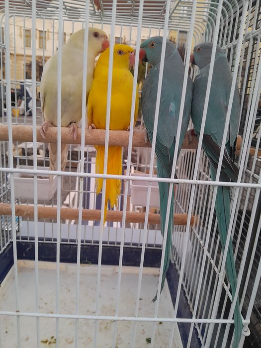 Micul Alexandru, Rozele, Hibrizi Canari