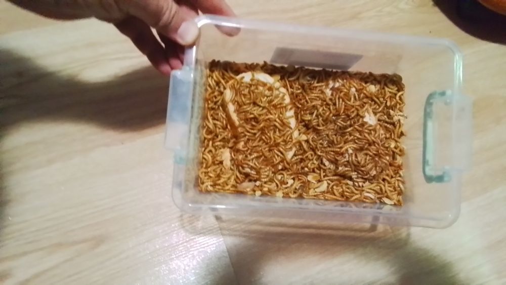 vierm de faina Superworms  și Gândaci Dubia