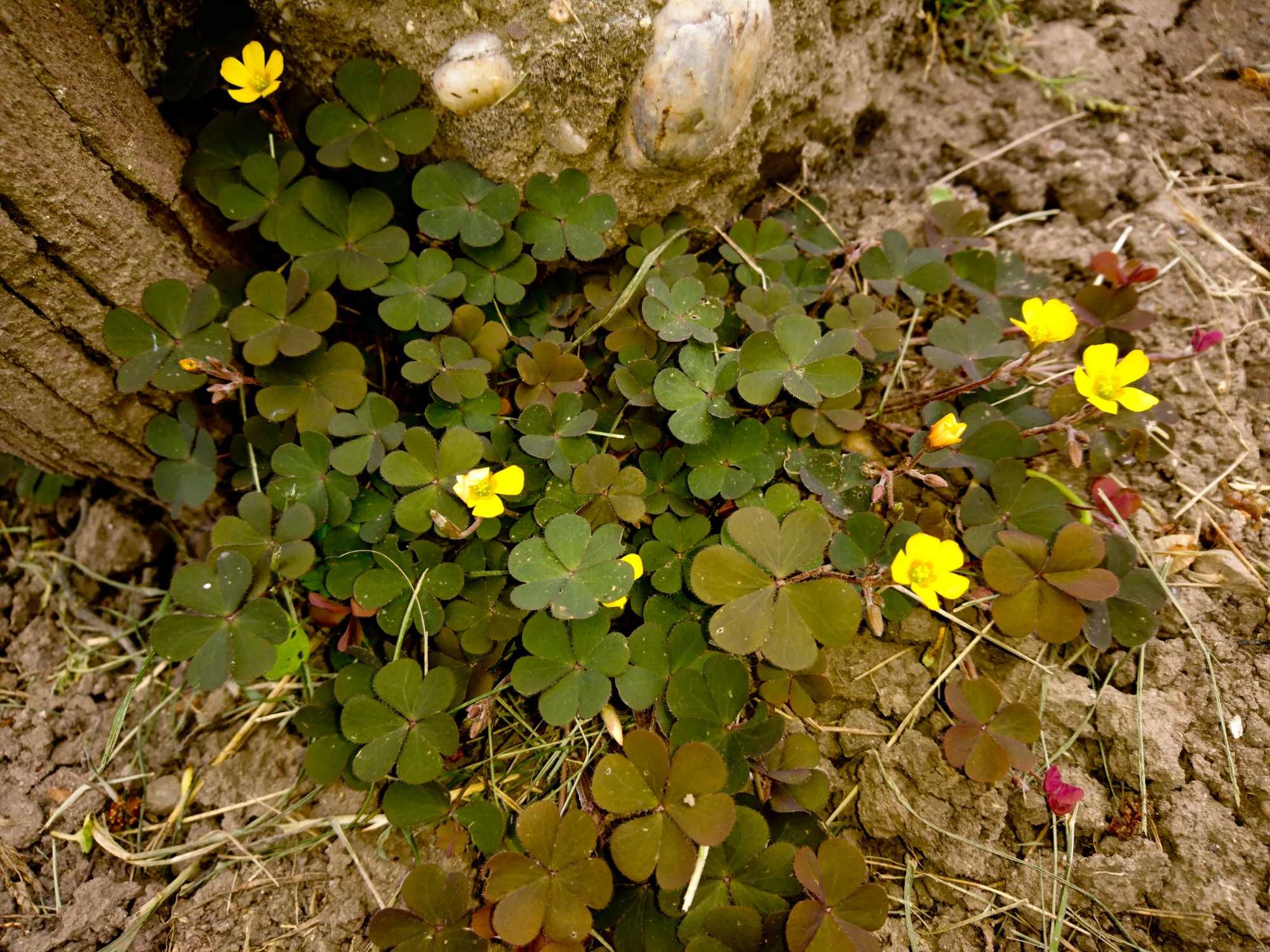 Planta-Floare: Trifoi negru cu flori galbene, la ghiveci.