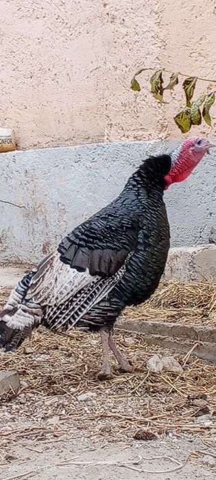 Induk sotiladi juda katta