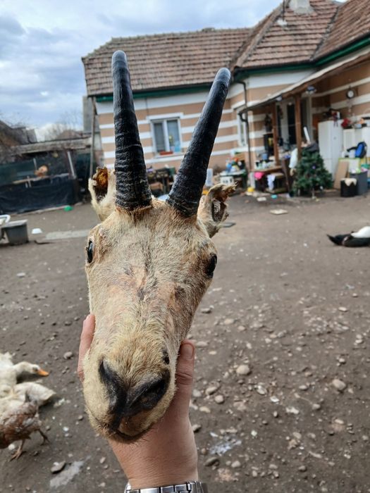 Vand trofeu stare buna