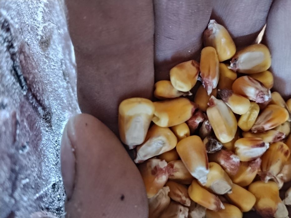 Porumb de vânzare 1.20 lei